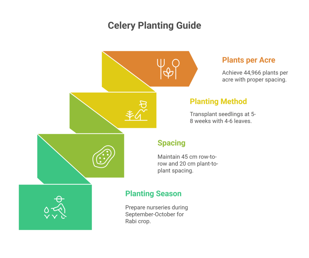 Celery Farming Profit Per Acre