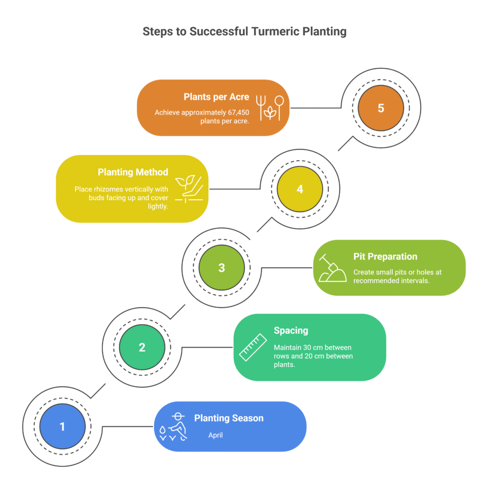 Turmeric Farming Profit Per Acre