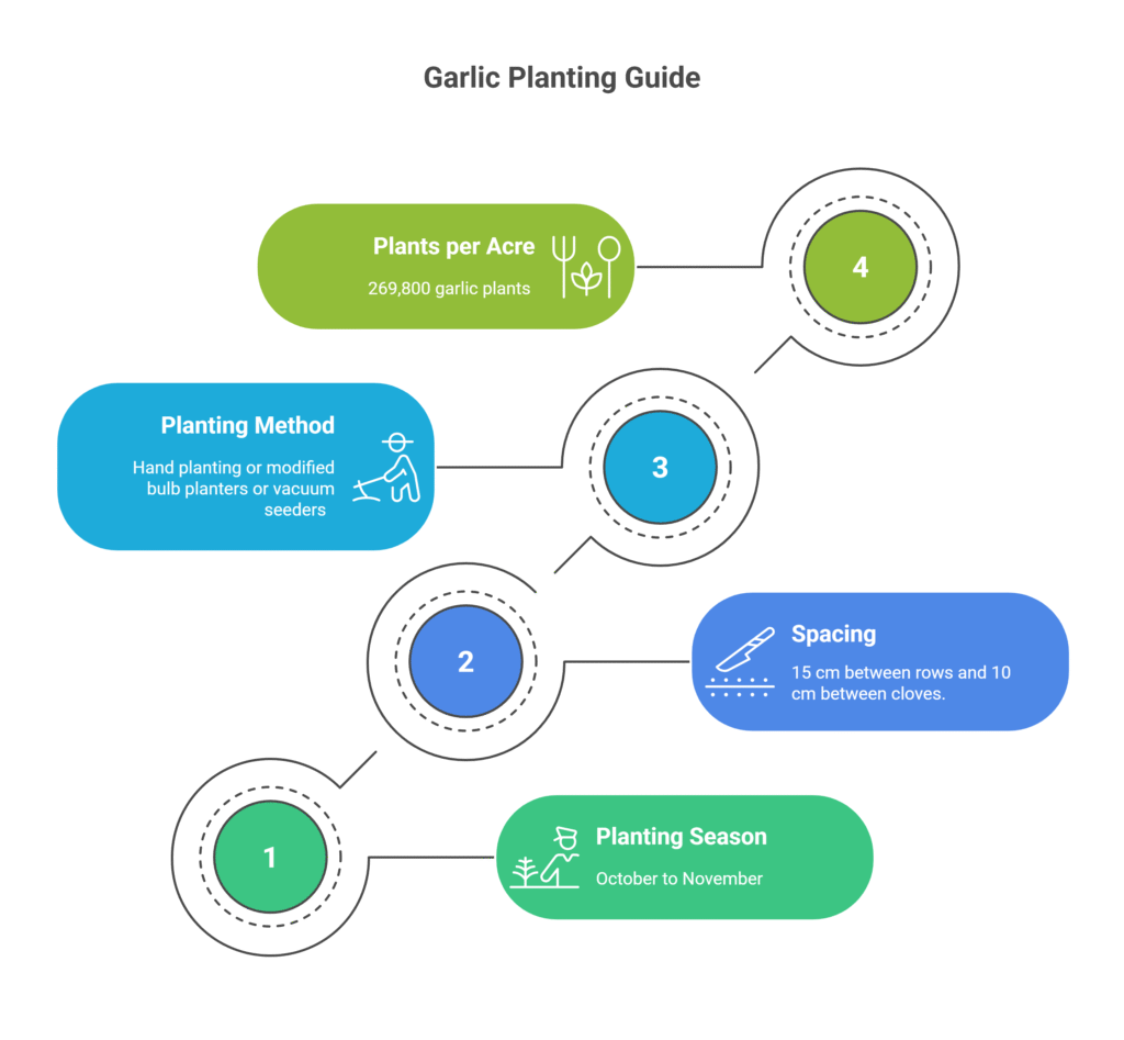 Garlic Farming Profit Per Acre
