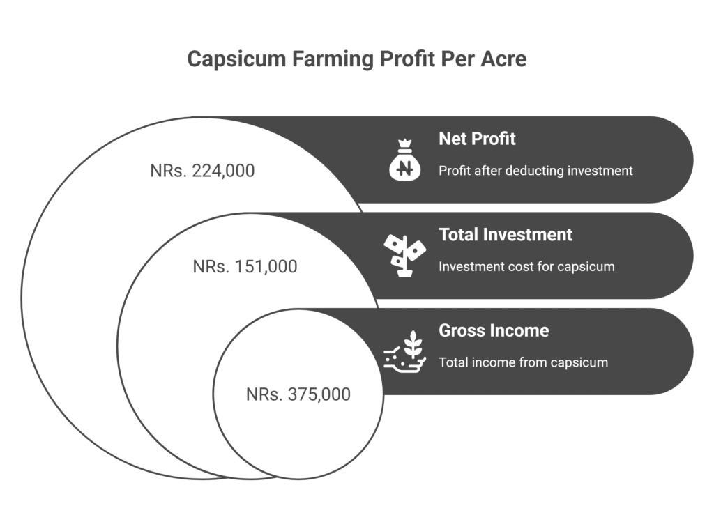 Capsicum Farming Profit Per Acre