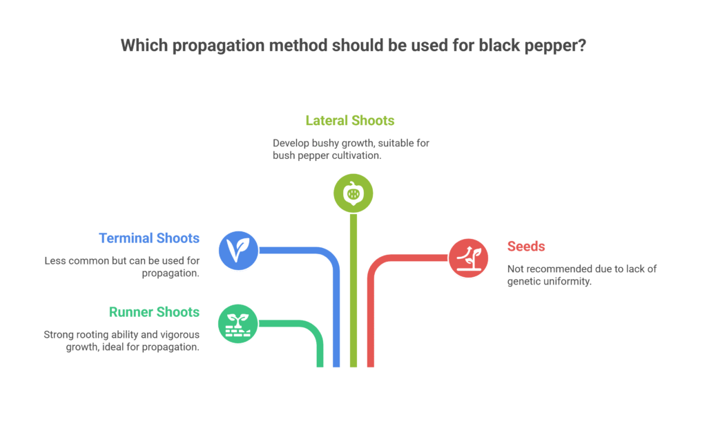 Black Pepper Farming Profit Per Acre