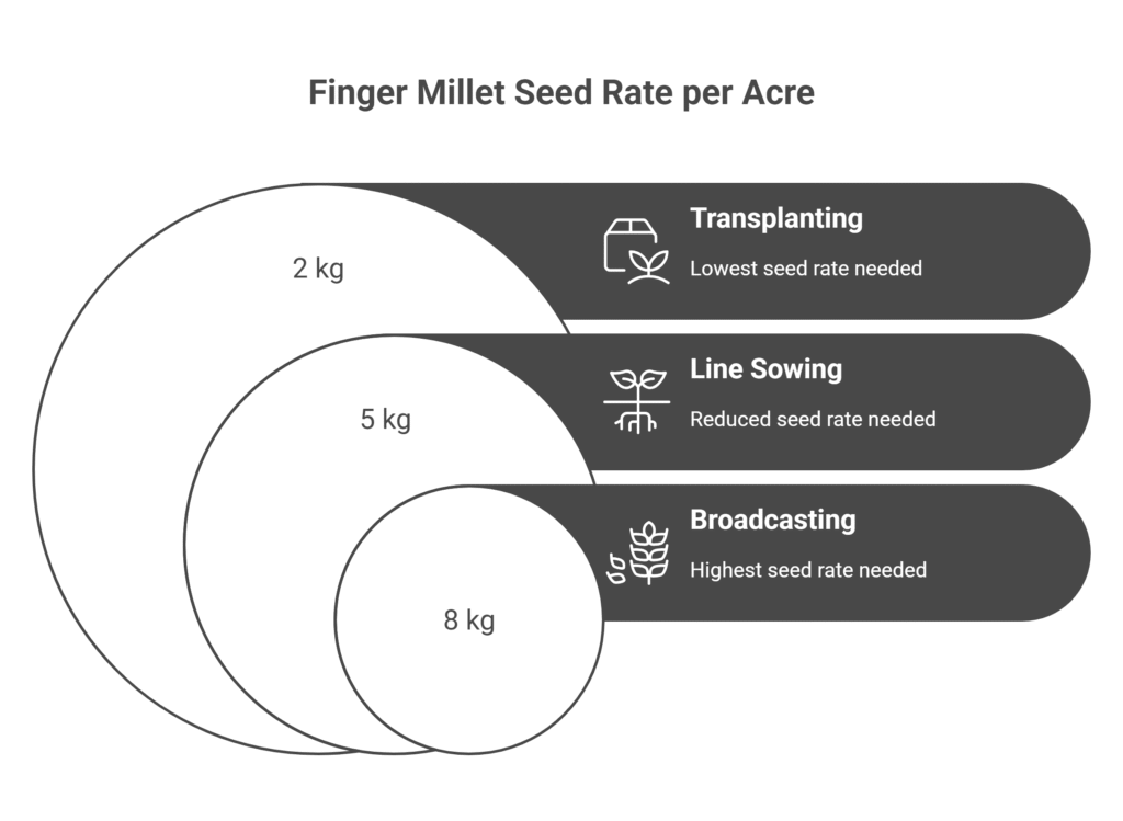 Finger Millet Farming Profit Per Acre (Ragi)