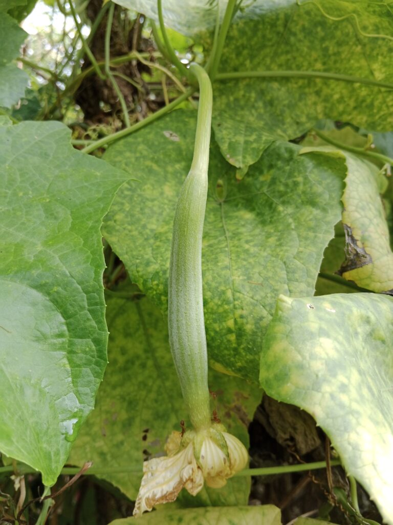 Sponge Gourd Farming Profit Per Acre