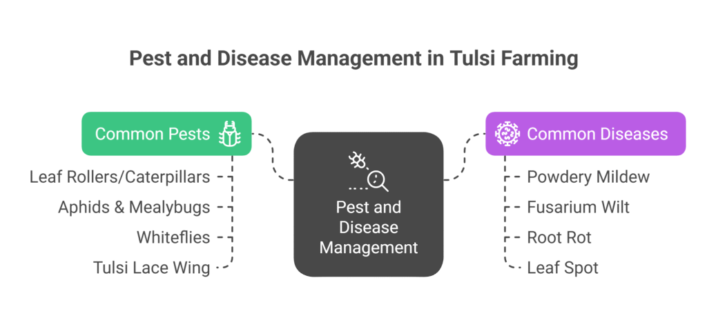 Tulsi Farming Profit Per Acre