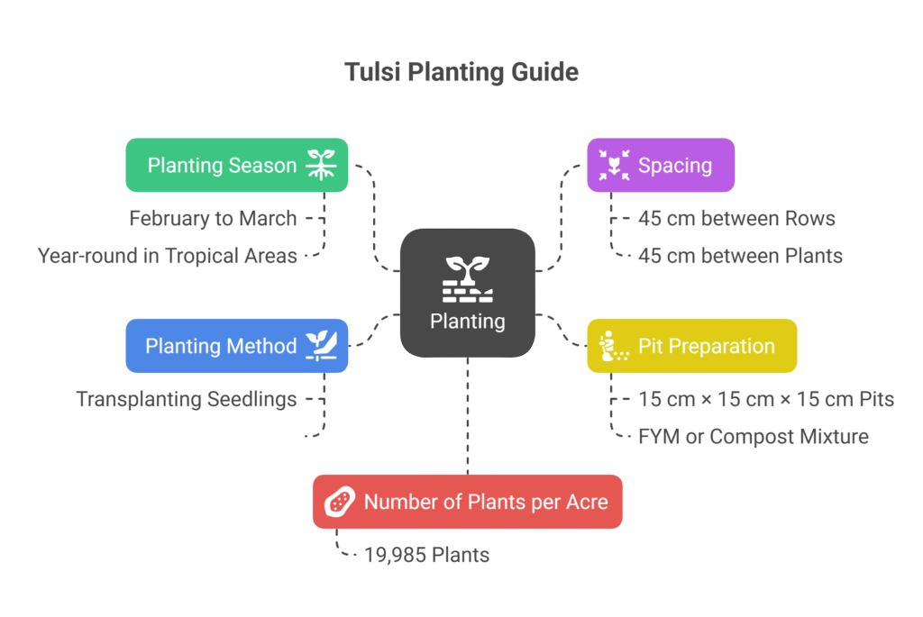 Tulsi Farming Profit Per Acre
