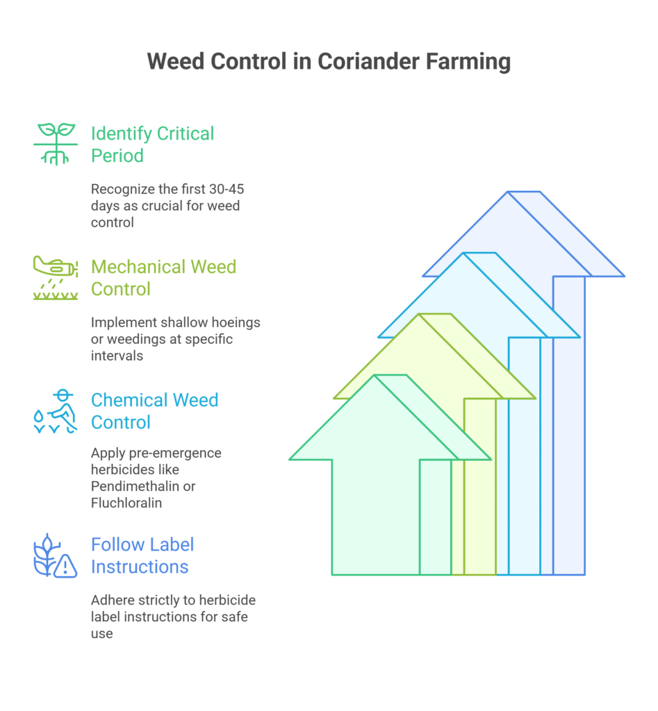 Coriander Farming Profit Per Acre