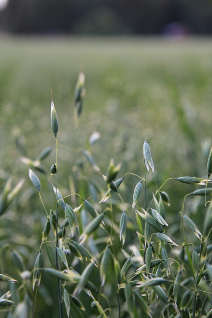 Oats Farming Profit Per Acre