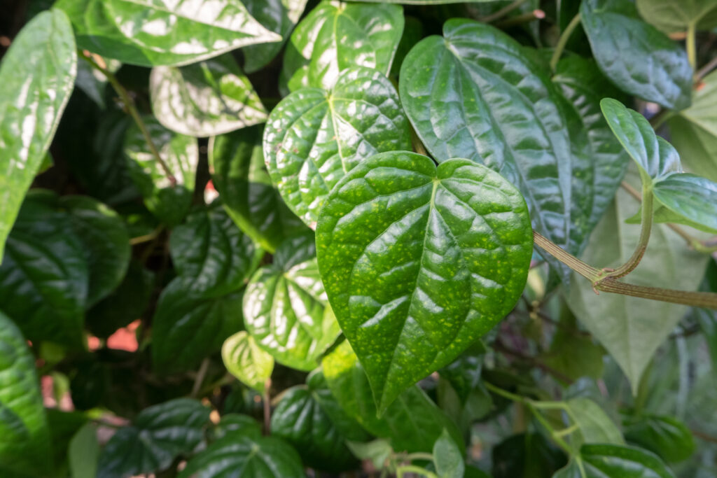 Betel leaf farming profit per acre