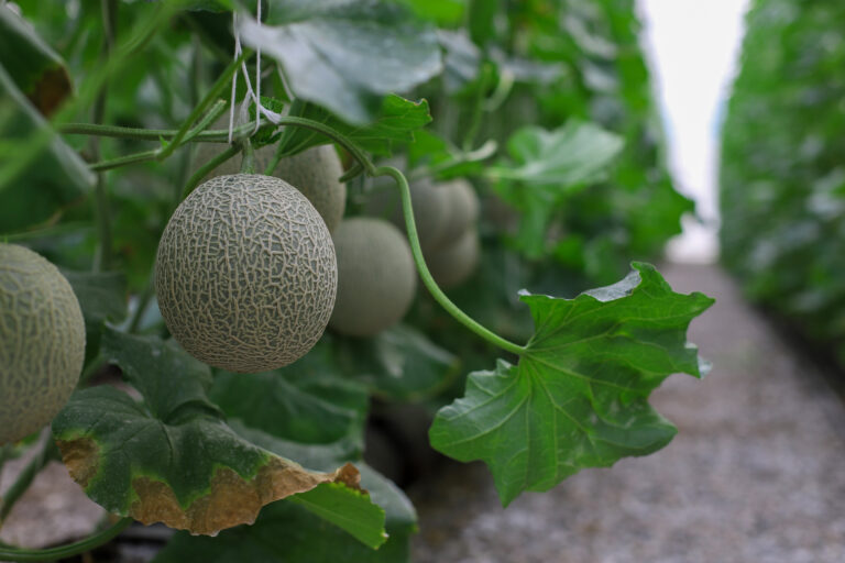 Muskmelon Farming Profit Per Acre