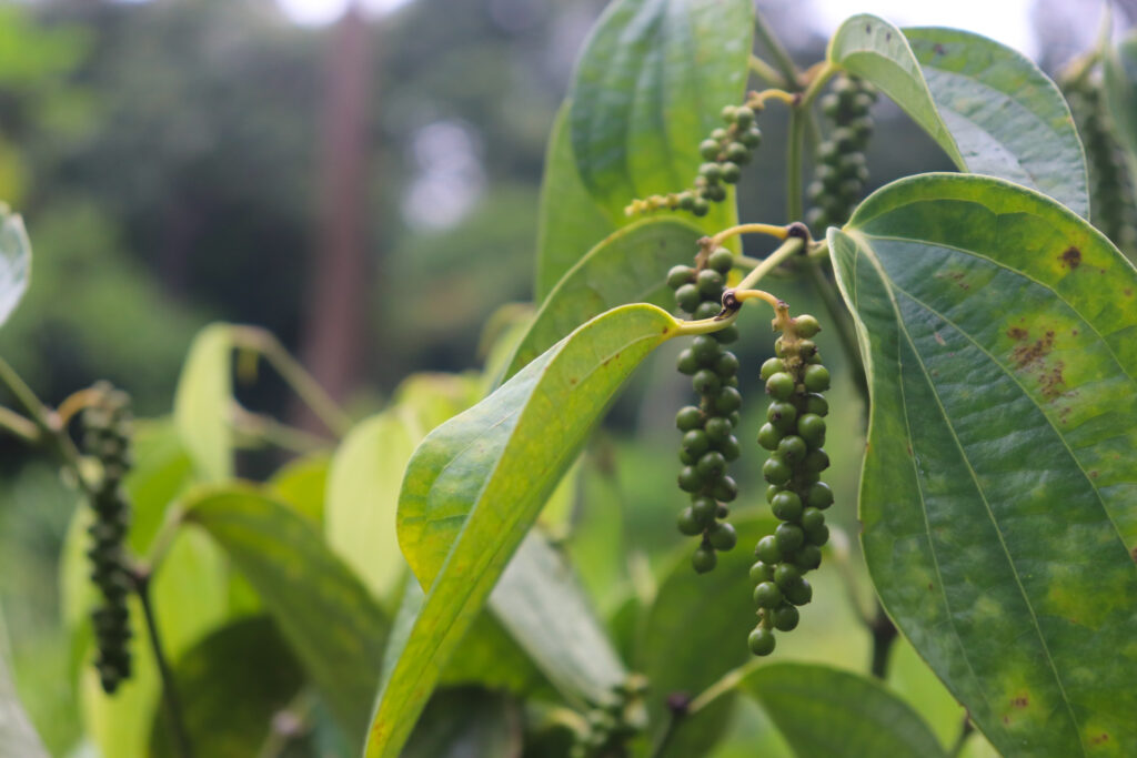 Black Pepper Farming Profit Per Acre