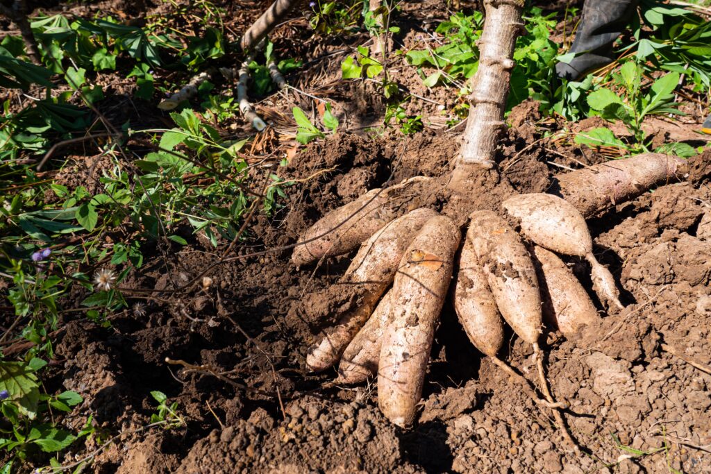 Cassava Farming Profit Per Acre
