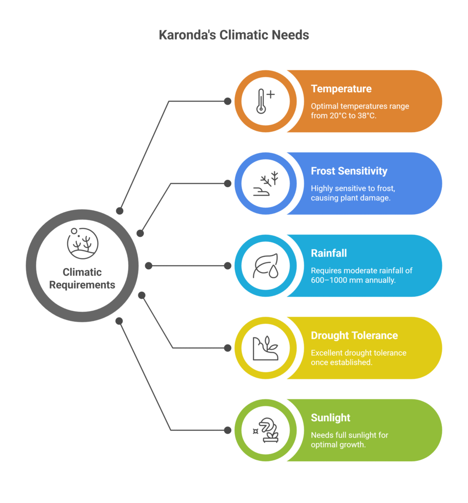 Karonda Farming Profit Per Acre
