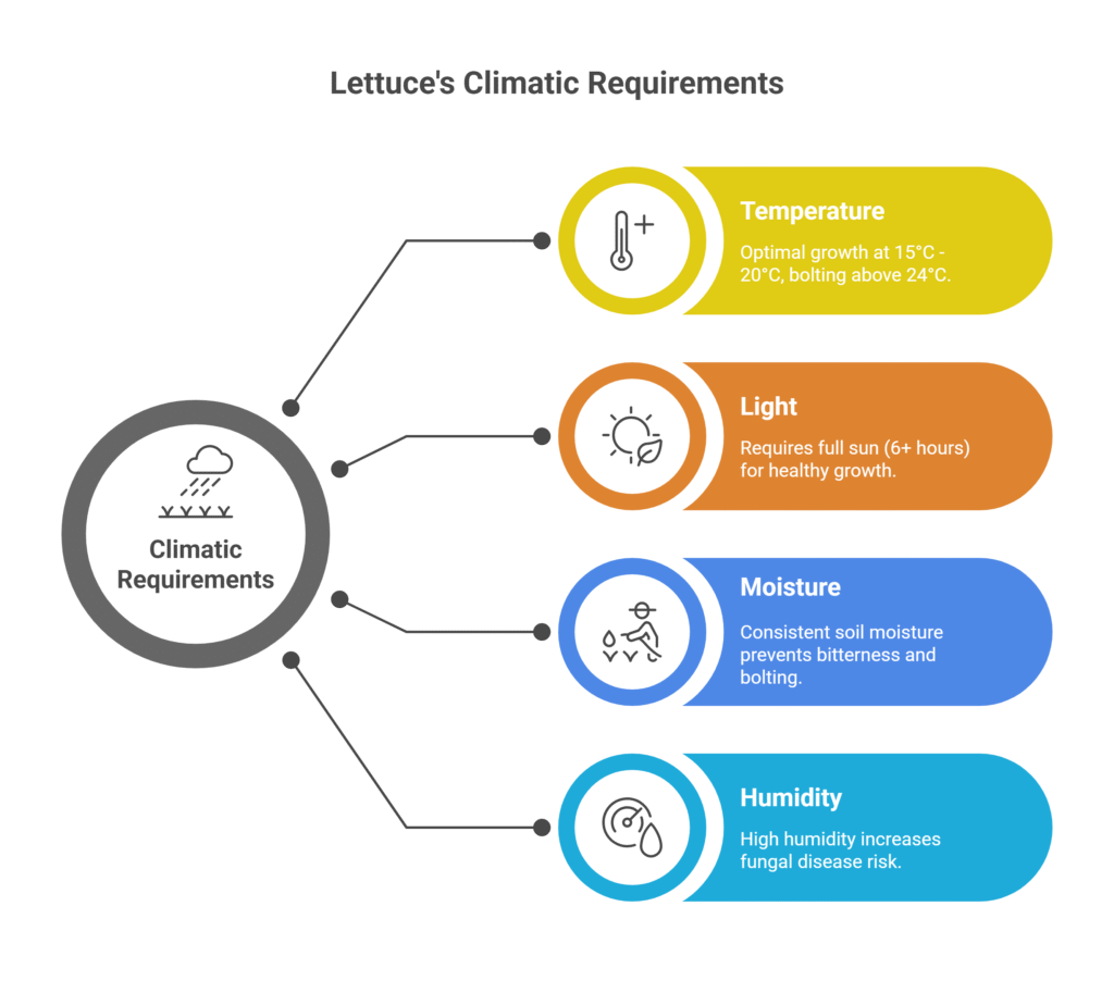 Lettuce Farming Profit Per Acre