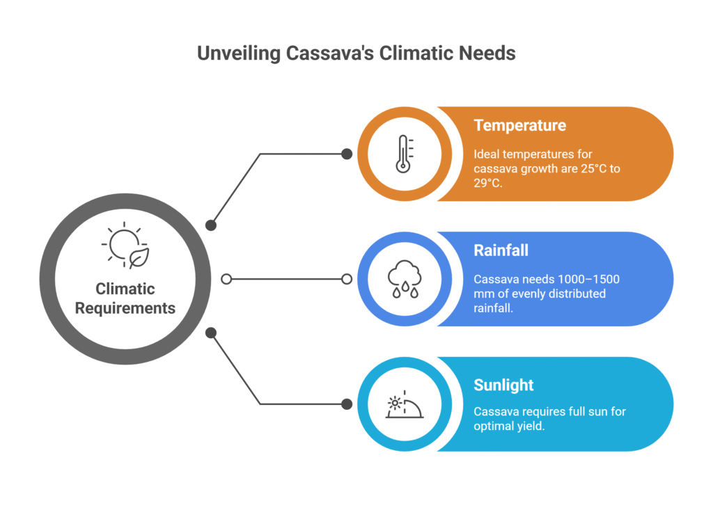 Cassava Farming Profit Per Acre