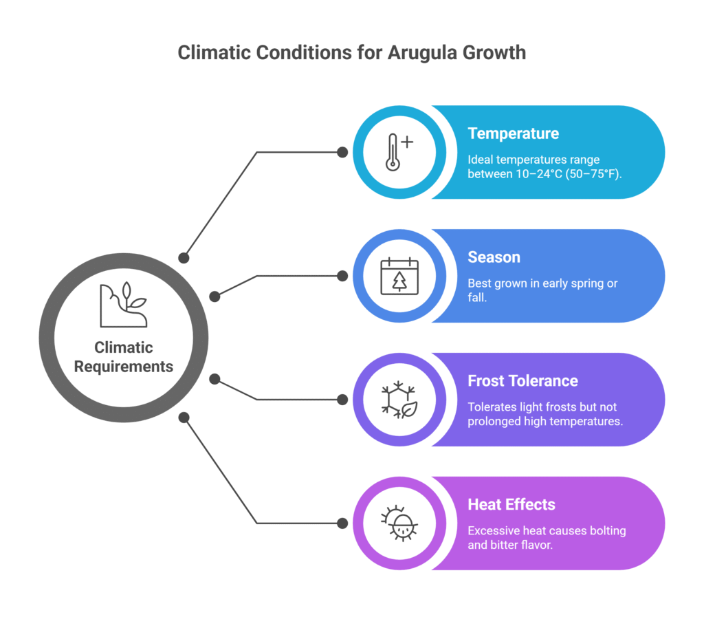 Arugula Farming Profit Per Acre 