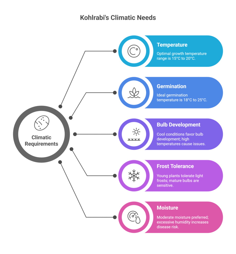 Kohlrabi Farming Profit Per Acre