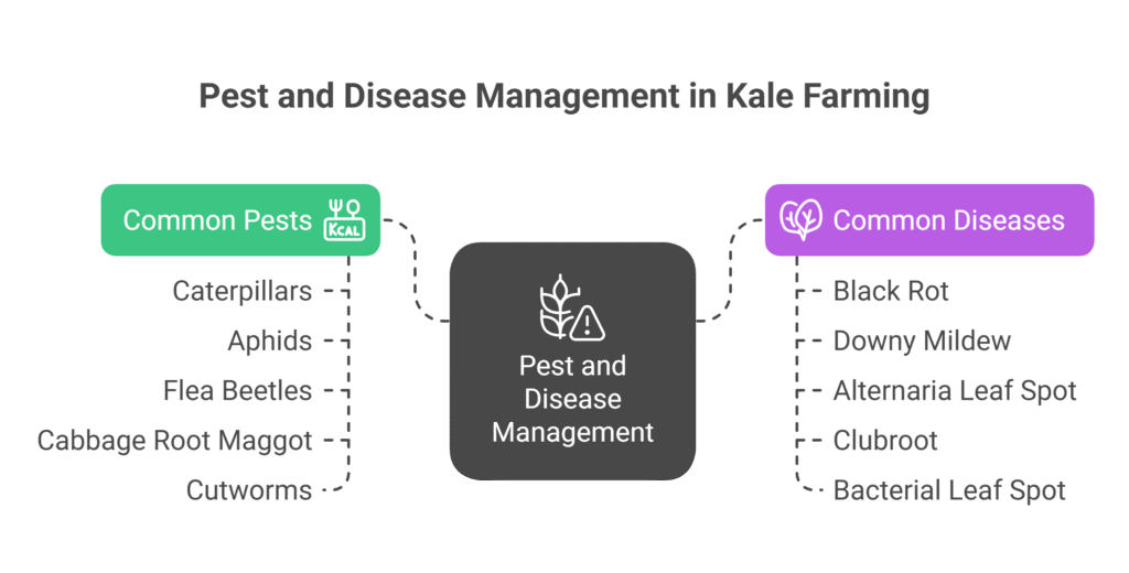 Kale Farming Profit Per Acre