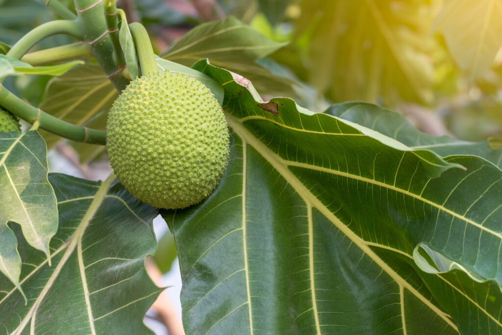 Breadfruit farming profit Per Acre
