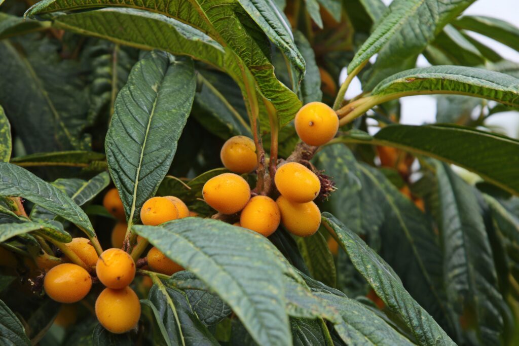 Loquat Farming Profit Per Acre