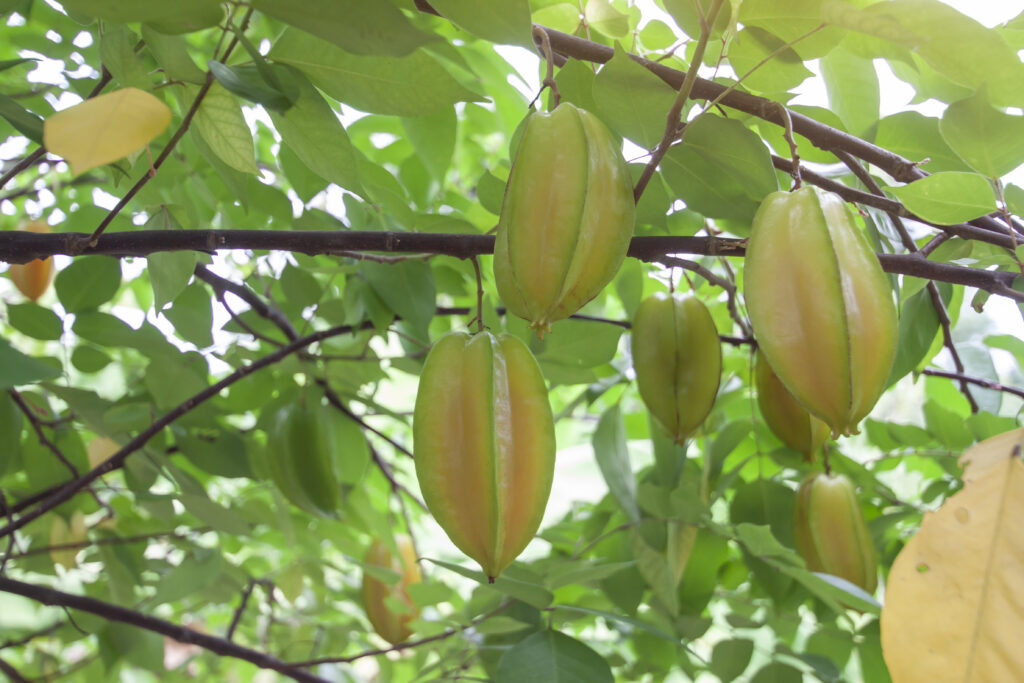 Star fruit farming profit per acre offers promising long-term returns, making it a highly viable horticultural venture. The break-even point is typically reached by the 5th year, when cumulative cash flow turns positive and the initial investment is recovered.