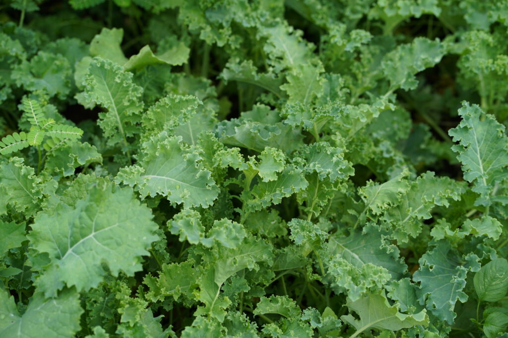 Kale Farming Profit Per Acre