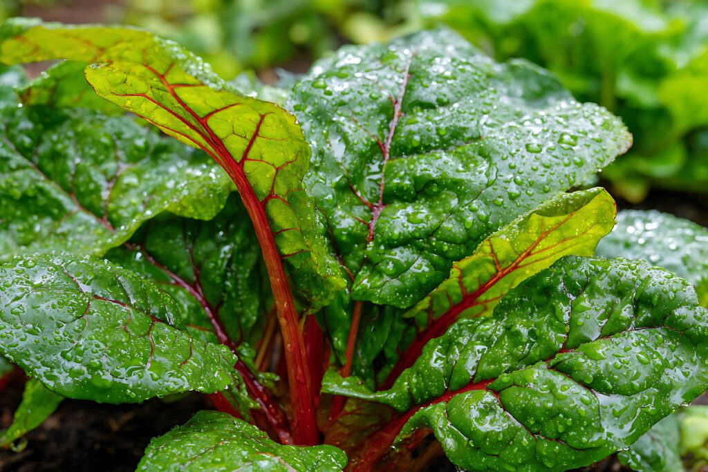 Swiss chard farming Profit Per Acre
