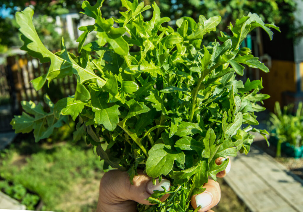 Arugula Farming Profit Per Acre