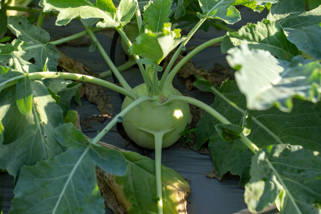 Kohlrabi Farming Profit Per Acre