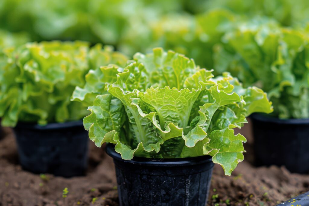 Lettuce Farming Profit Per Acre