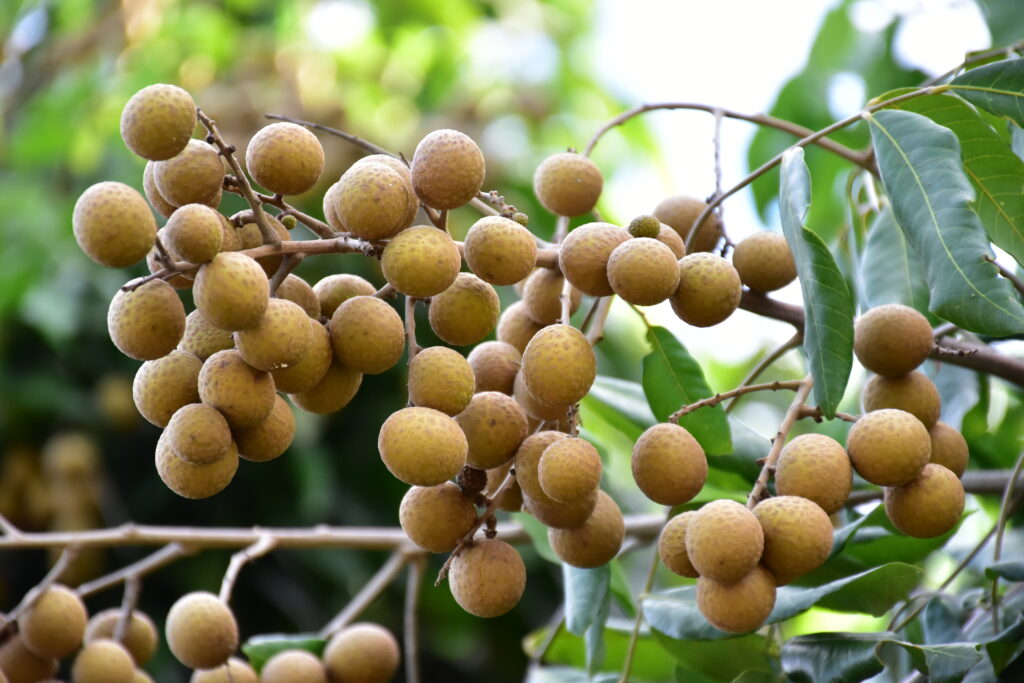 Longan Farming Profit Per Acre