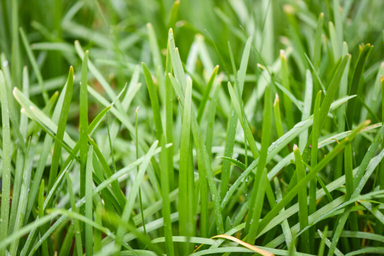 Chives Farming Profit Per Acre
