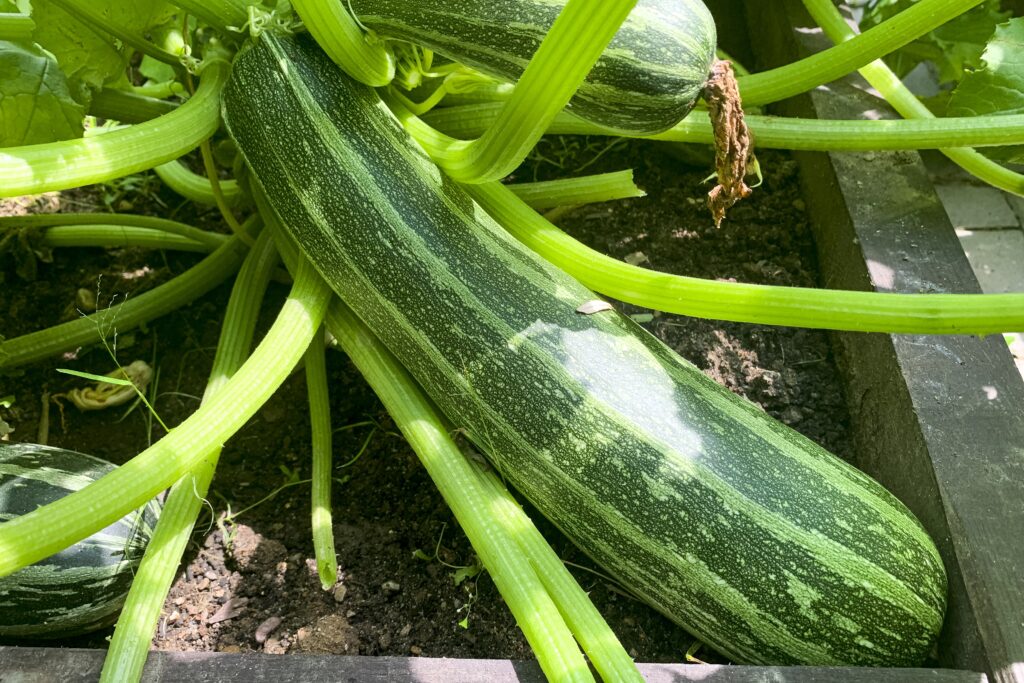 Zucchini Farming Profit Per Acre