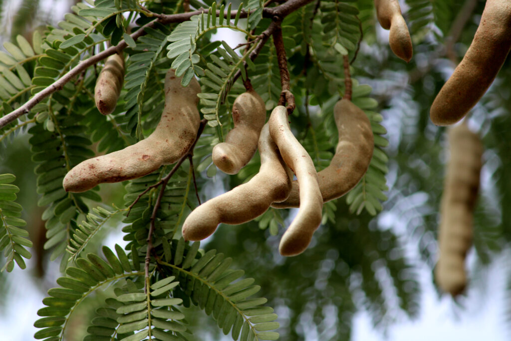 Tamarind Farming Profit Per Acre