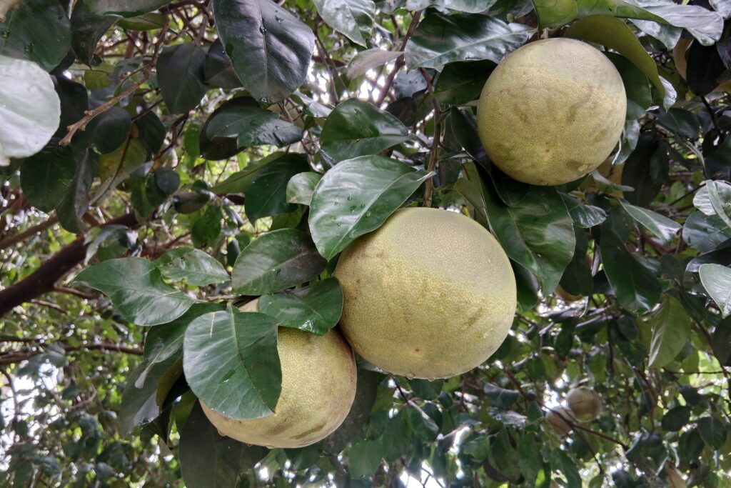 Pomelo farming Profit Per Acre