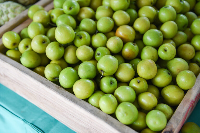 Jujube Farming Profit Per Acre (Apple ber)