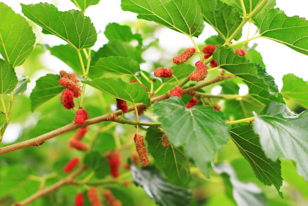 Mulberry Farming Profit Per Acre