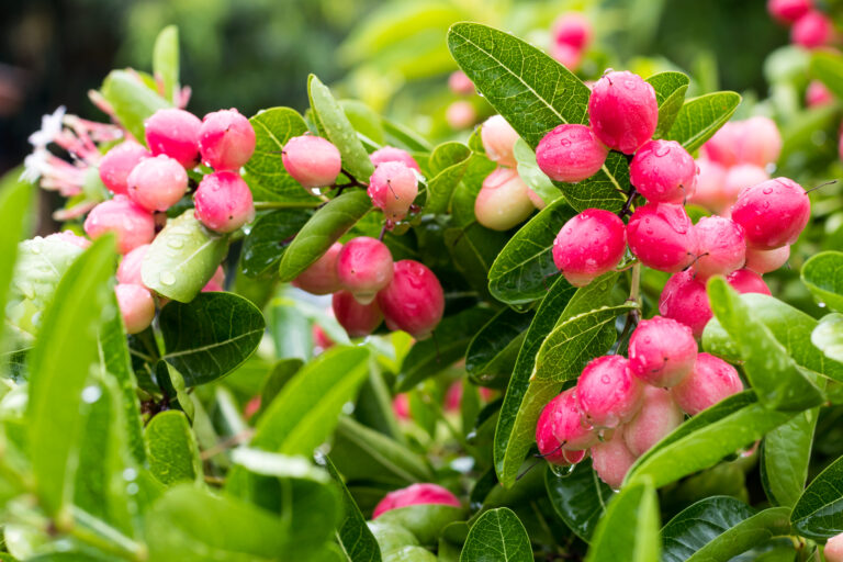 Karonda Farming Profit Per Acre