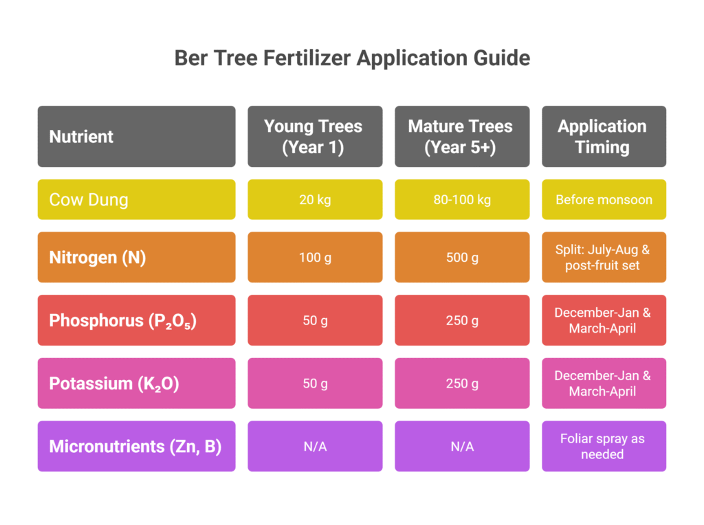 Jujube Farming Profit Per Acre (Apple ber)