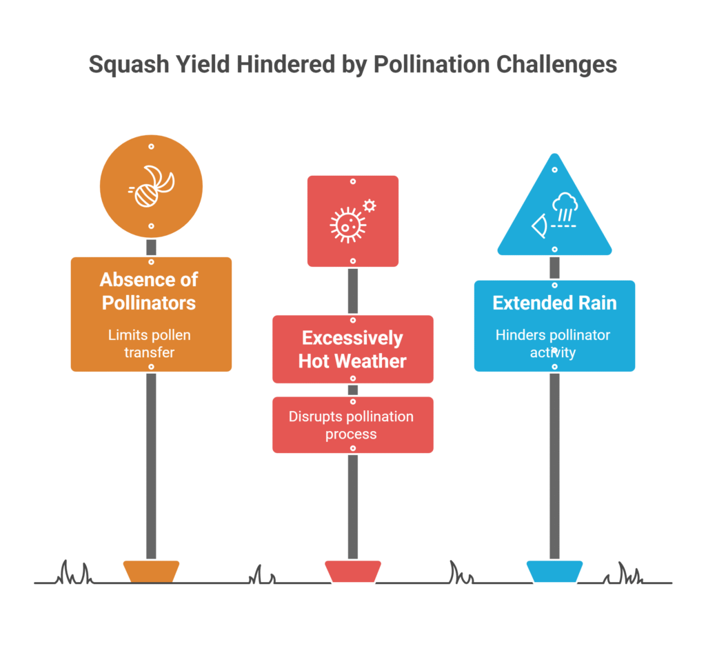 Squash Farming Profit Per Acre