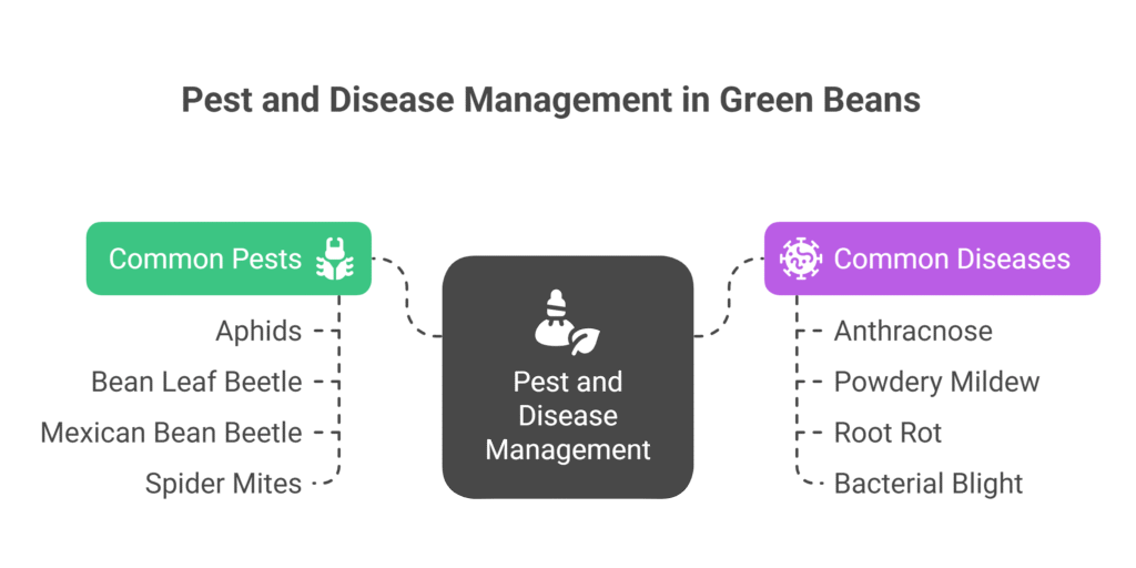 Green Bean Farming Profit Per Acre