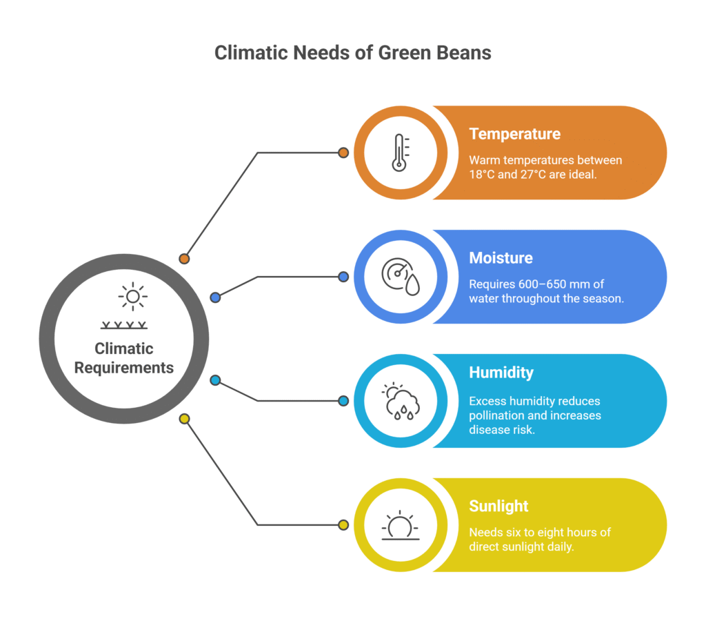Green Bean Farming Profit Per Acre