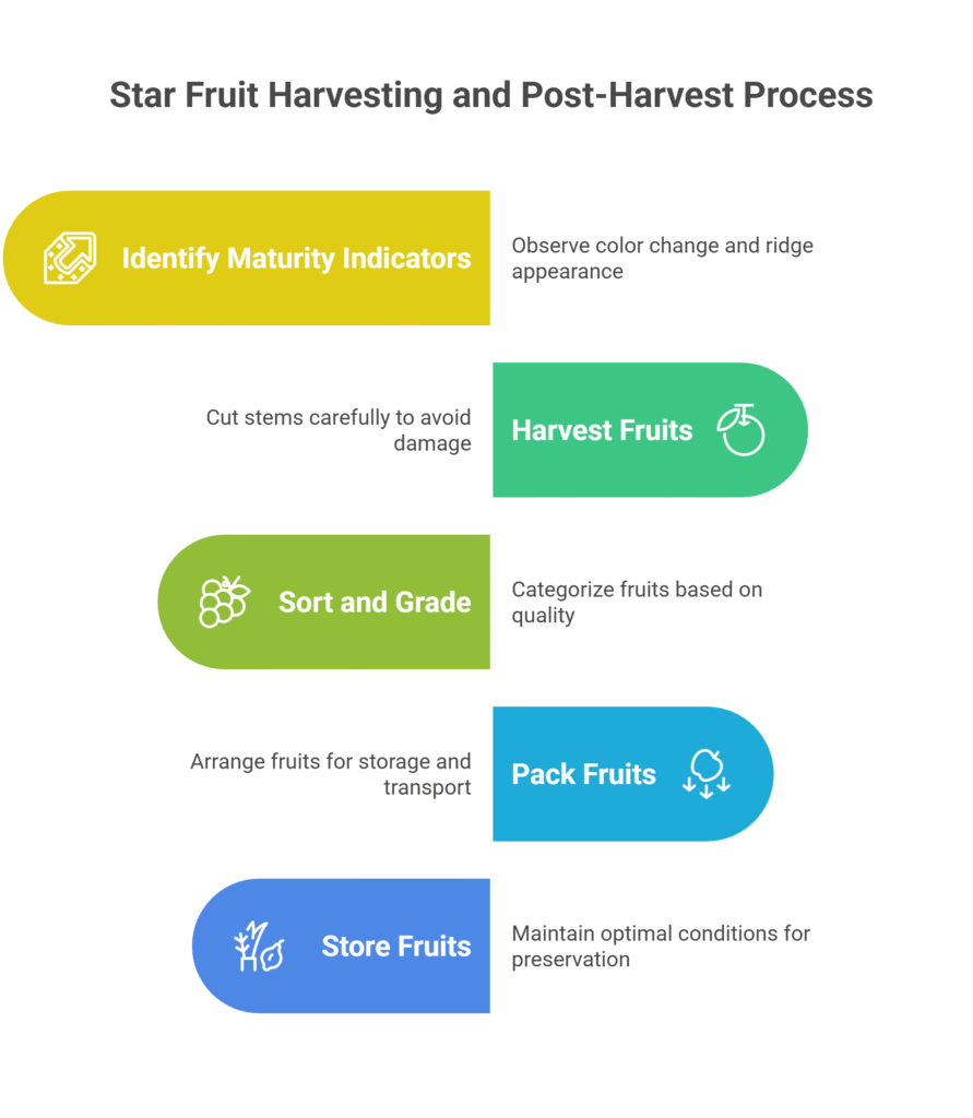 Star Fruit Farming Profit Per Acre (Carambola)