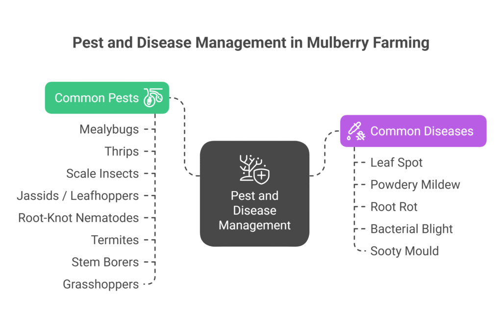 Mulberry Farming Profit Per Acre