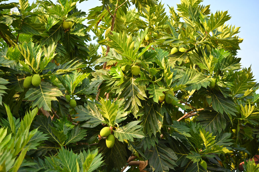 Breadfruit farming profit Per Acre