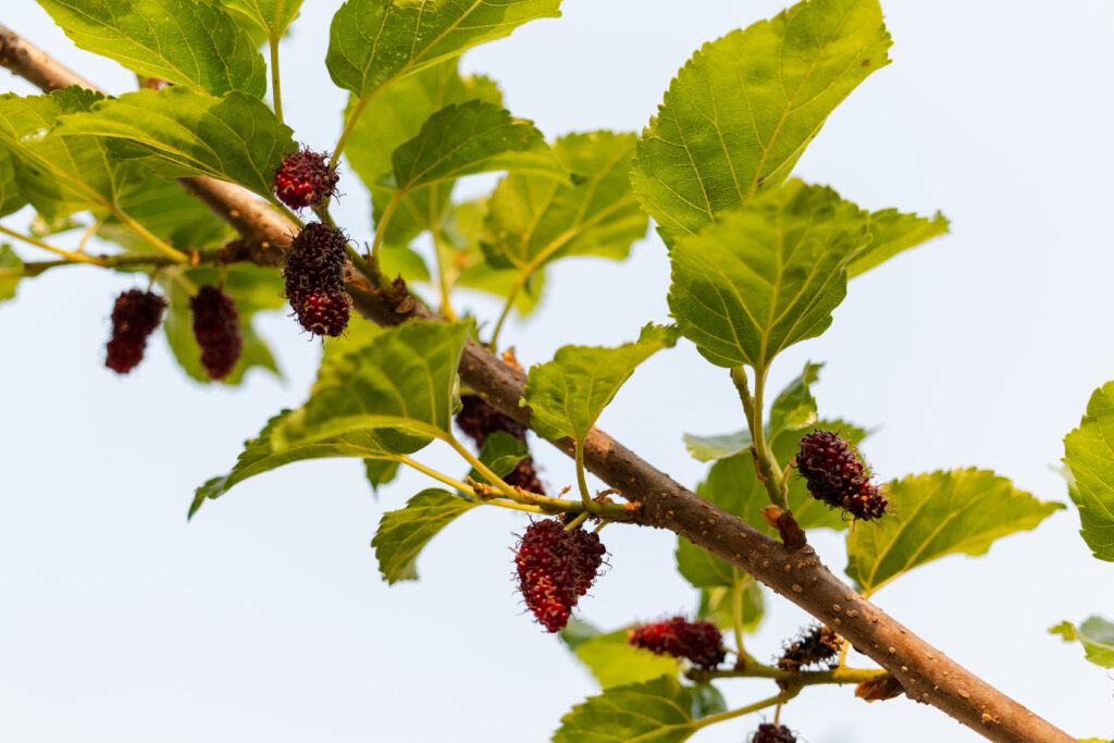 Mulberry Farming Profit Per Acre