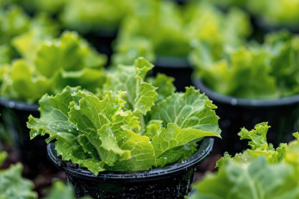 Lettuce Farming Profit Per Acre