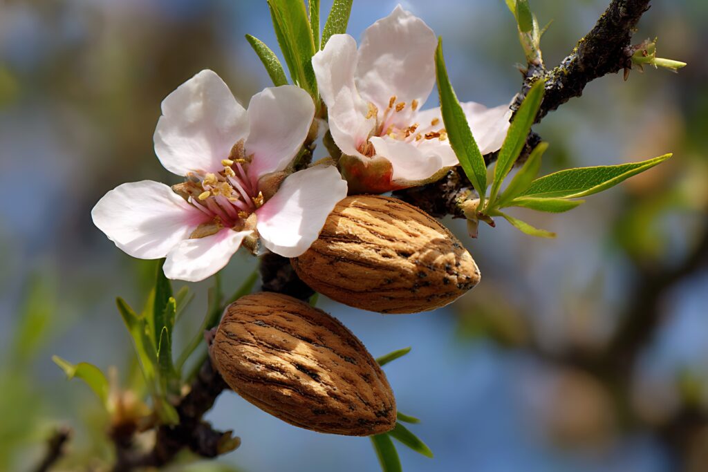 Almond Farming Profit Per Acre