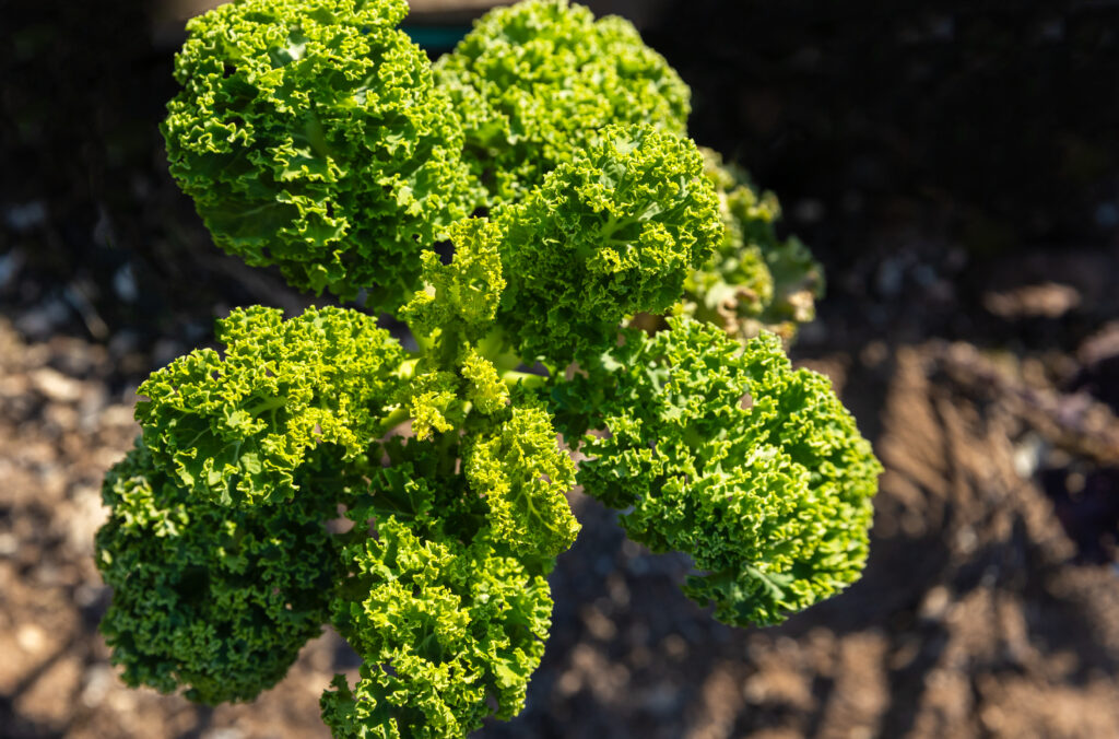 Kale Farming Profit Per Acre