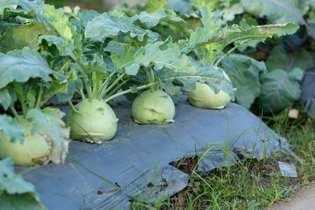 Kohlrabi Farming Profit Per Acre