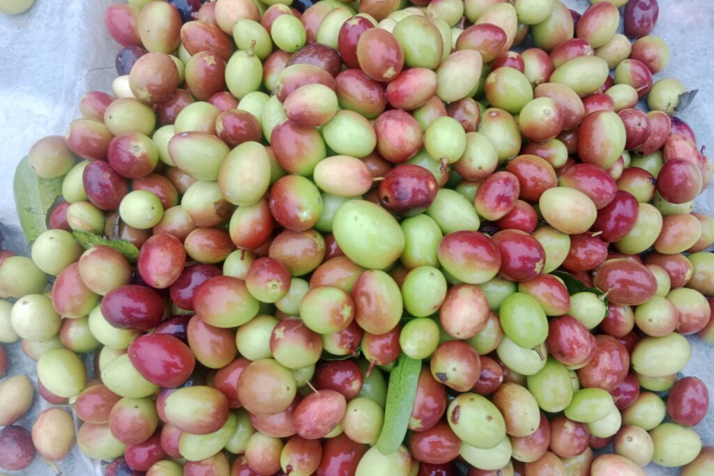 Karonda Farming Profit Per Acre